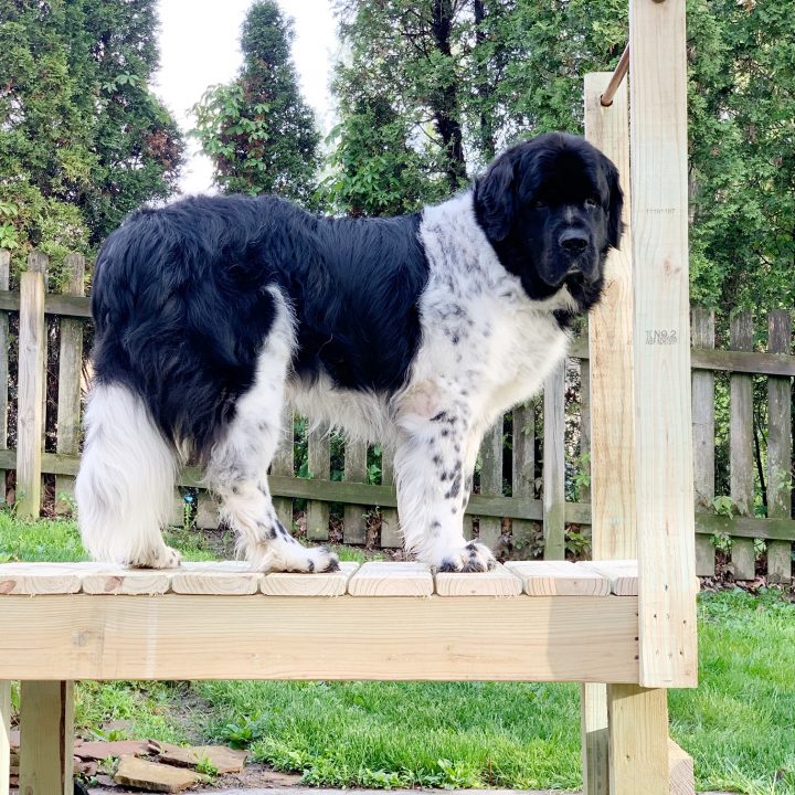 newfoundland dog standing on wooden grooming table/bathing station