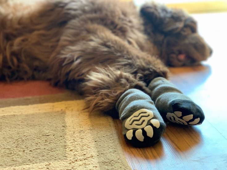 Do NonSlip Dog Socks Really Work? My Brown Newfies