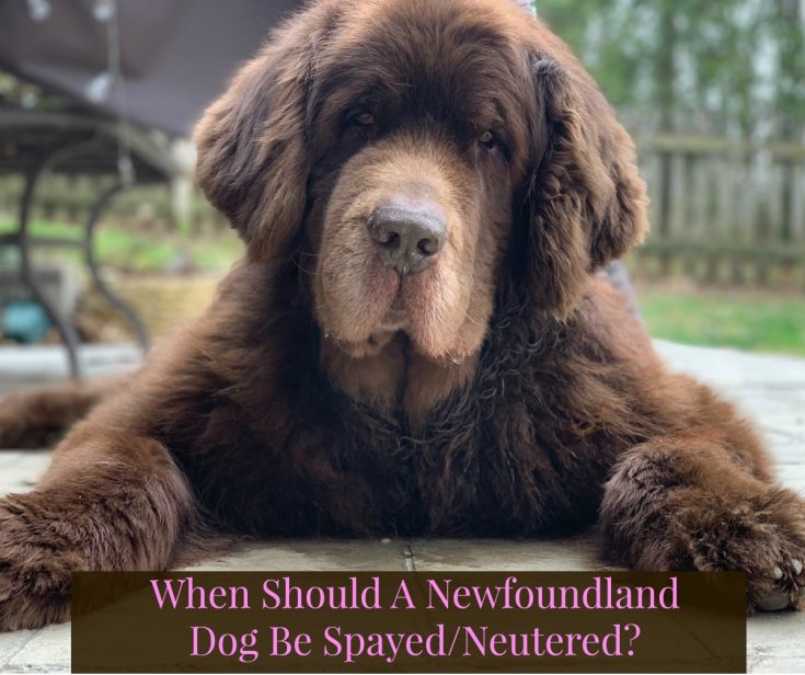 When Should A Newfoundland Dog Be Spayed Or Neutered My Brown Newfies