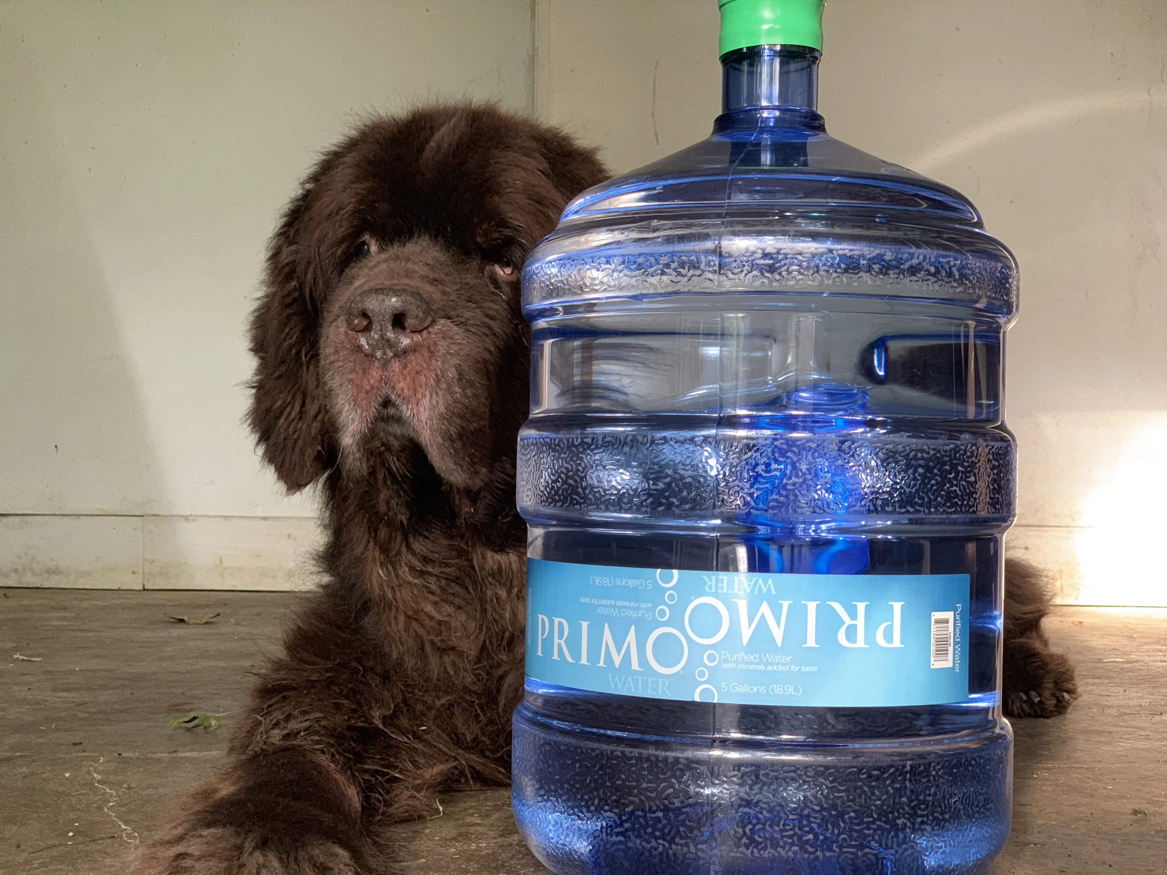 4 easy ways to keep dogs hydrated this summer