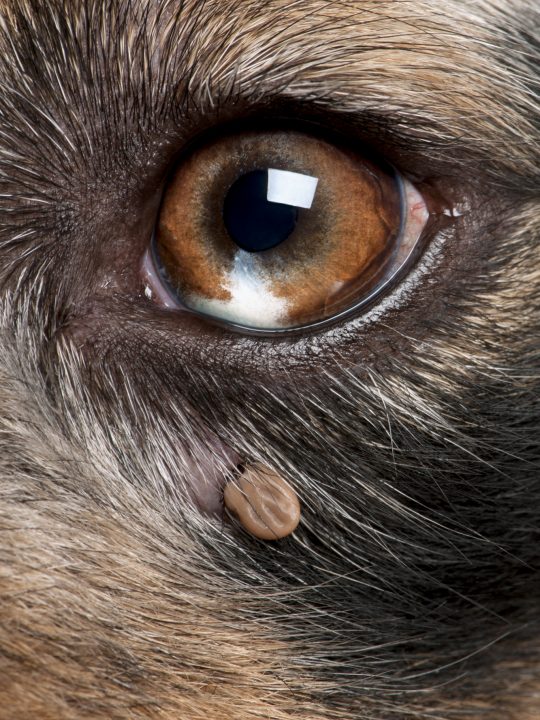 Close-up of Tick attached next to a dog's eye