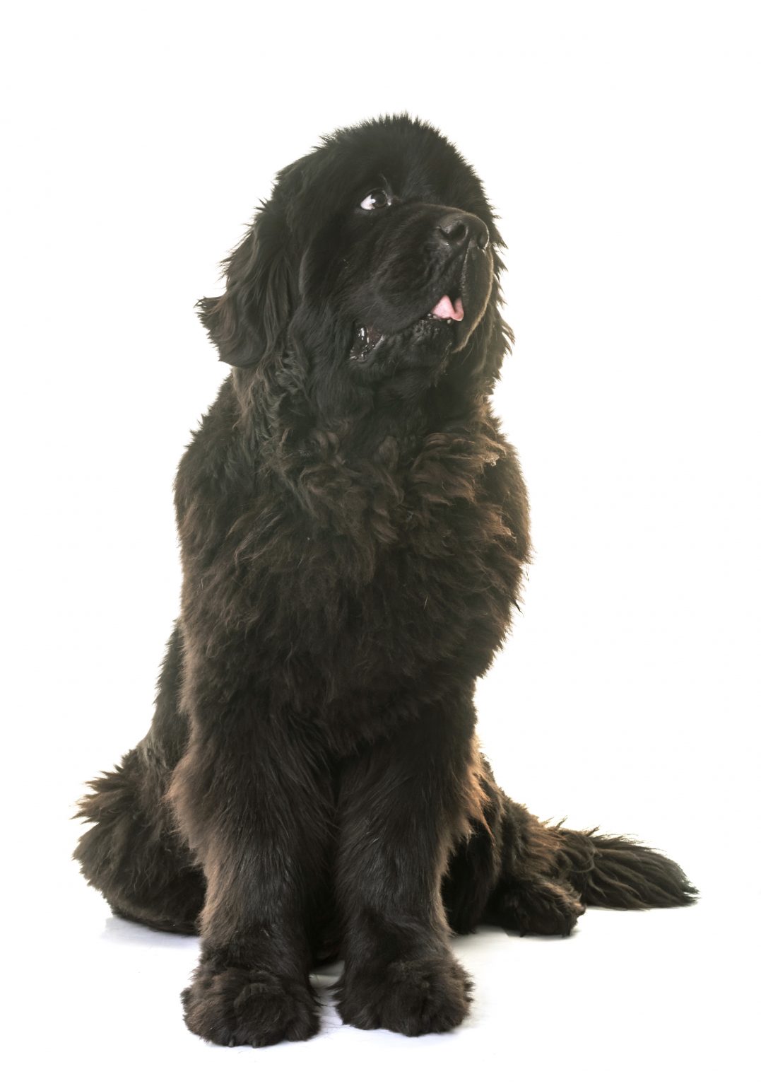 Common Health Problems Seen In The Newfoundland Dog My Brown Newfies