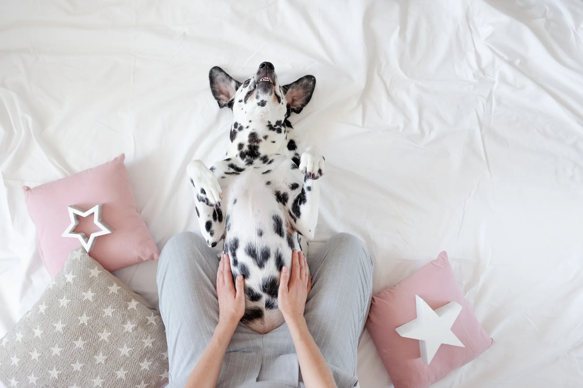 boy dog with nipples laying on back