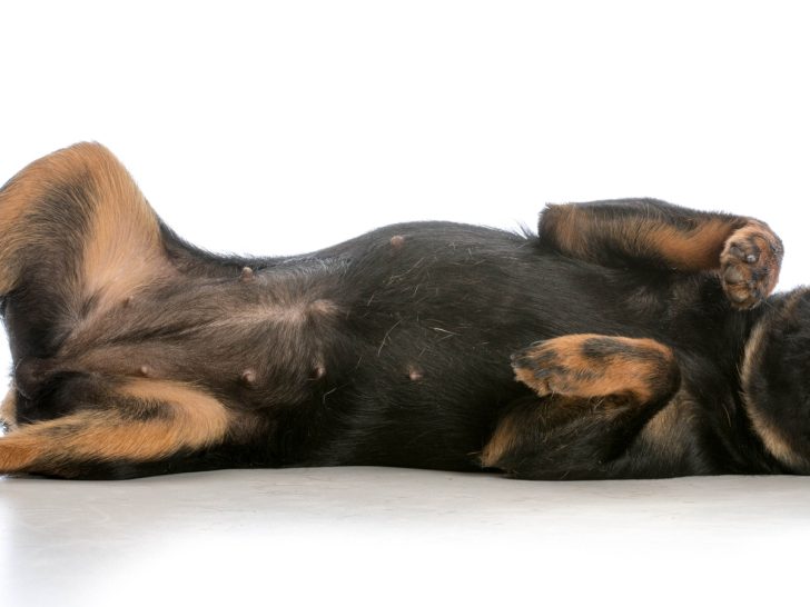 male dog with nipples laying on side