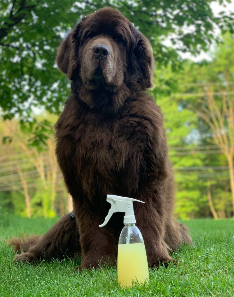 Homemade Lemon Mosquito Repellent For Dogs - My Brown Newfies