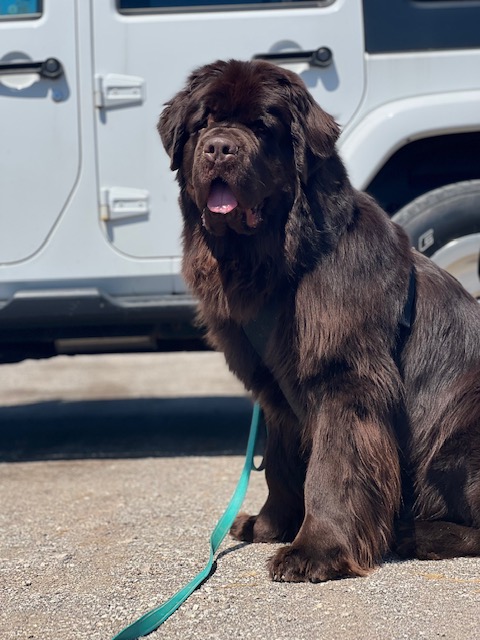 how hot is too hot for newfies