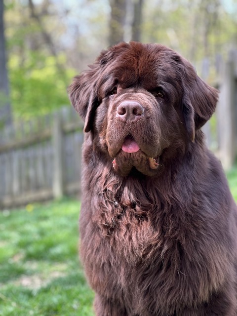 how well do Newfies tolerate heat