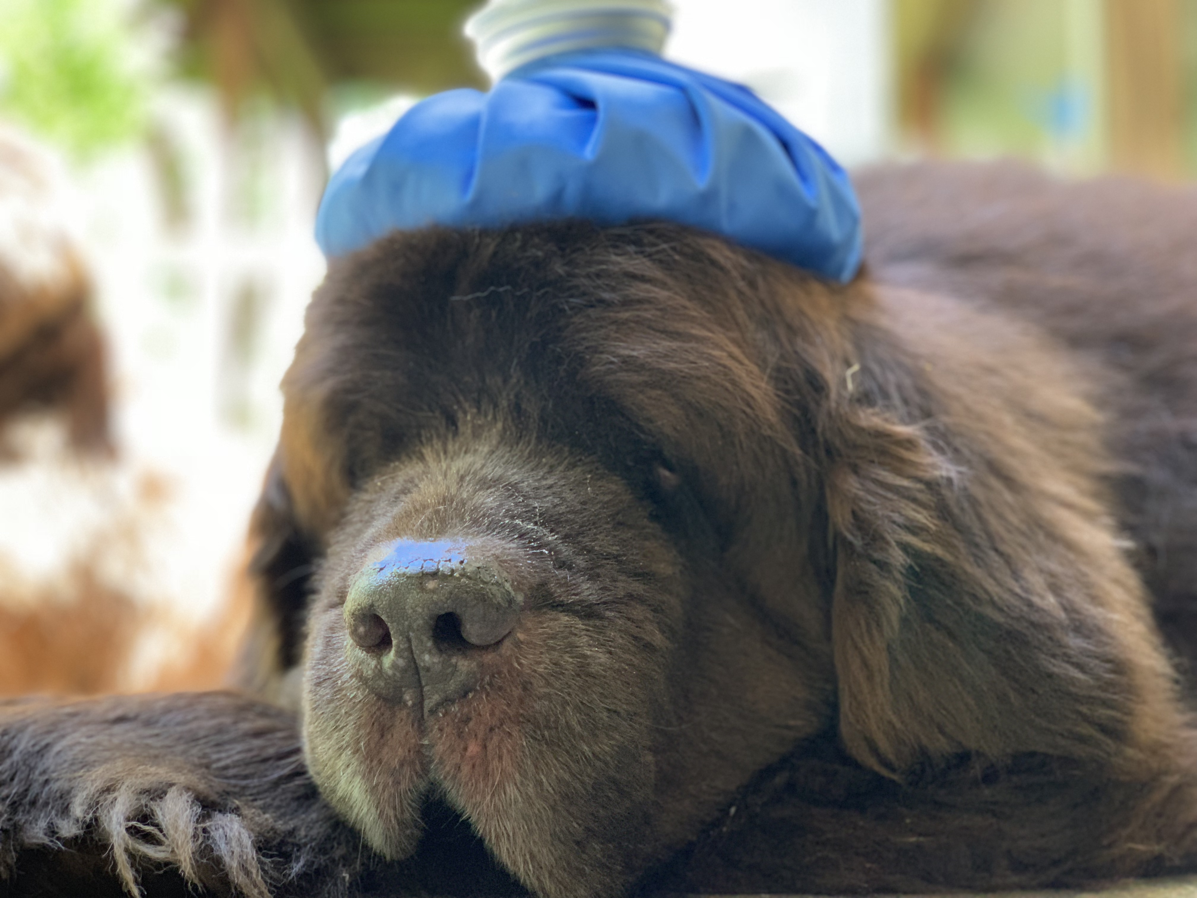 Common Health Problems Seen In The Newfoundland Dog My Brown Newfies