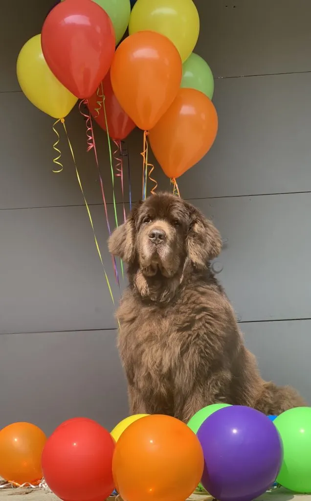 newfie with balloons