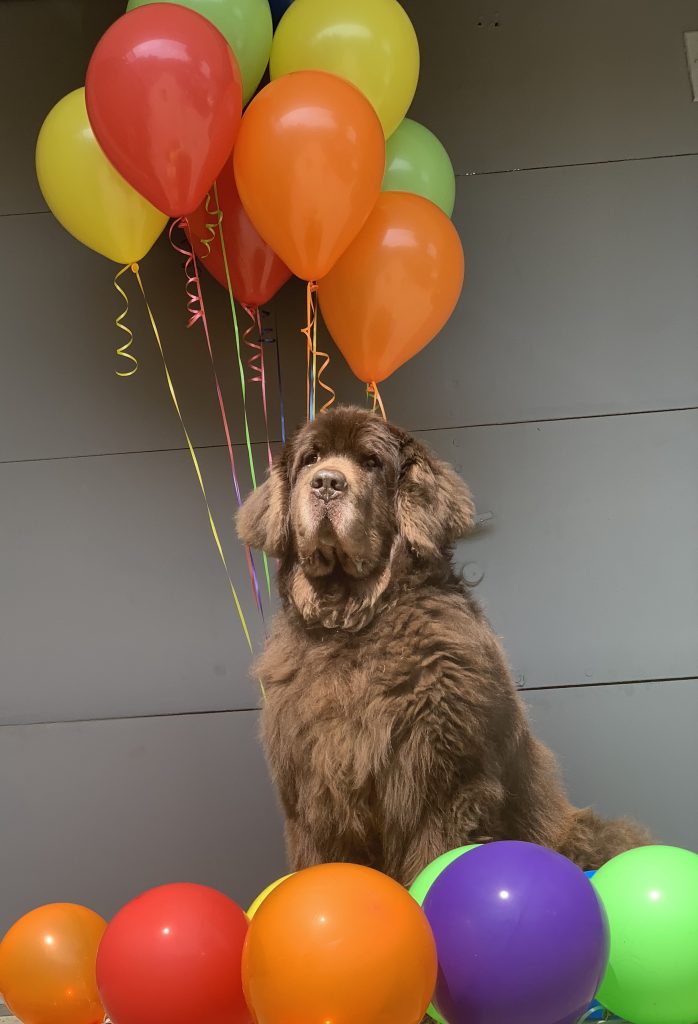 newfoundland dog with birthday balloons