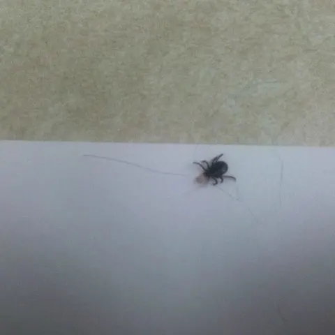 engorged american dog tick pulled from a dog
