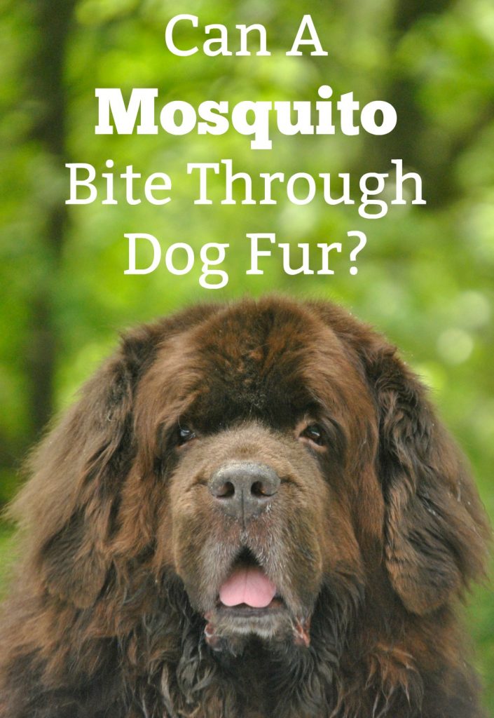 can a mosquito bite through dog fur