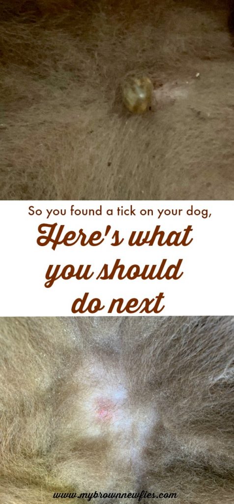 remove a tick from a dog with tweezers