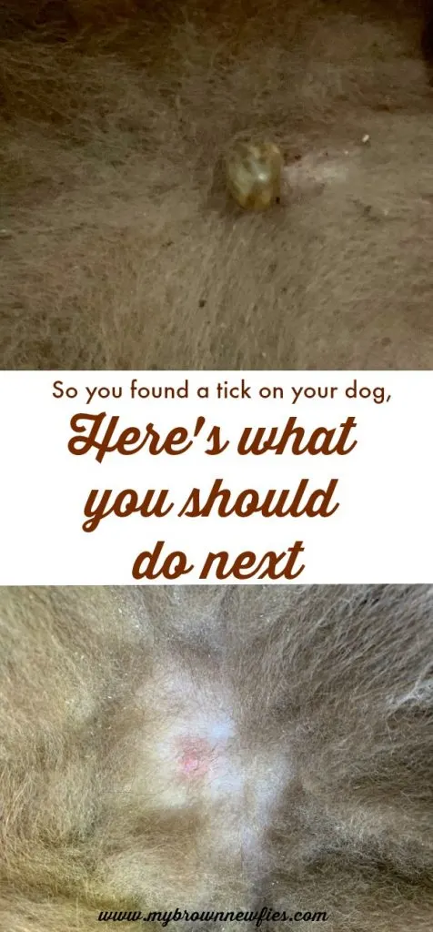 remove a tick from a dog with tweezers
