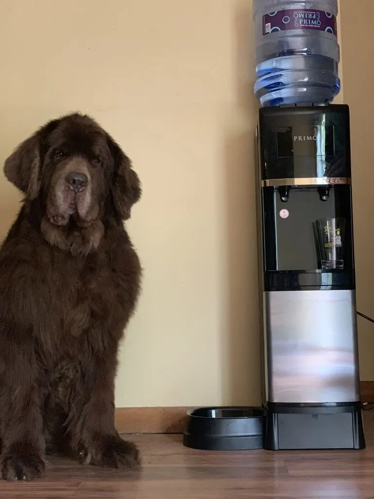 one of the ways we keep our dogs hydrated during the summer months is with fresh, cold water from our Primo Top Loading Water Dispenser with Pet Station