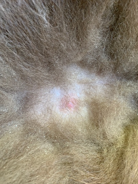 picture of tick bite on dog