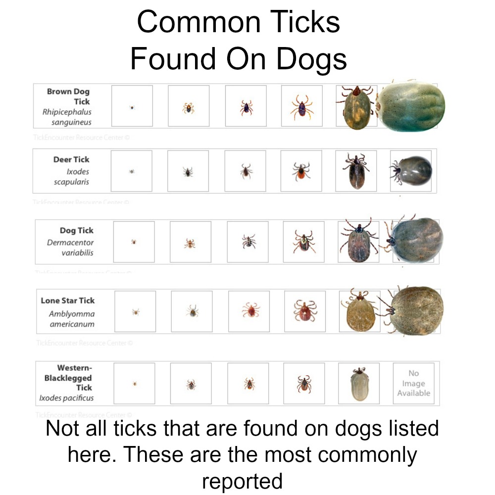 identification ticks