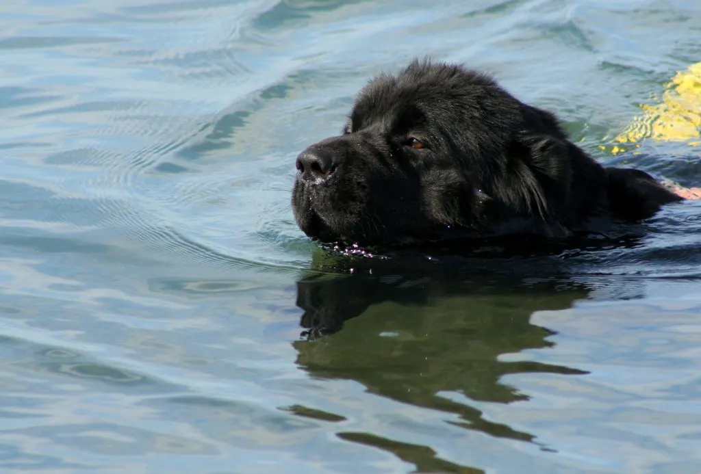 newfoundland dog swimming
