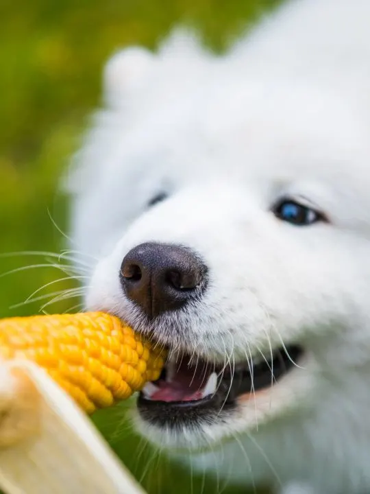 corns cobs are dangerous for dogs