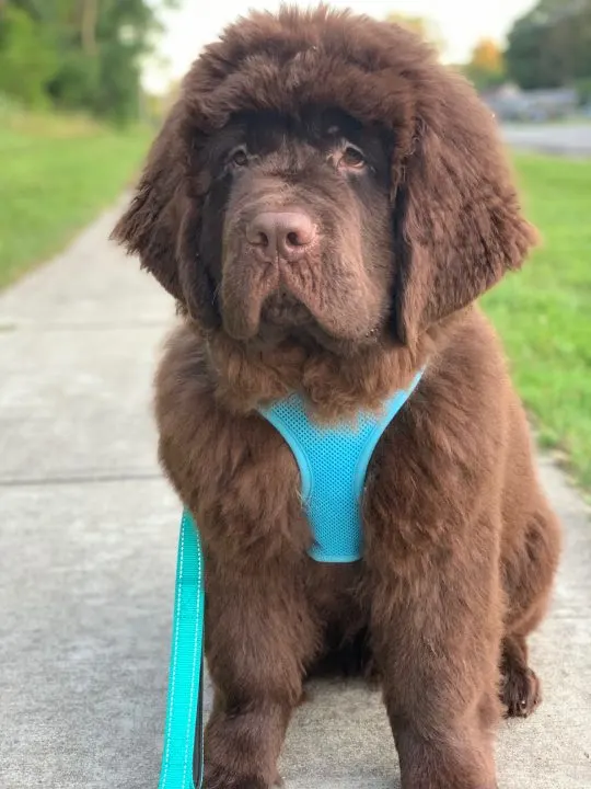 how much exercise does a newfie puppy need