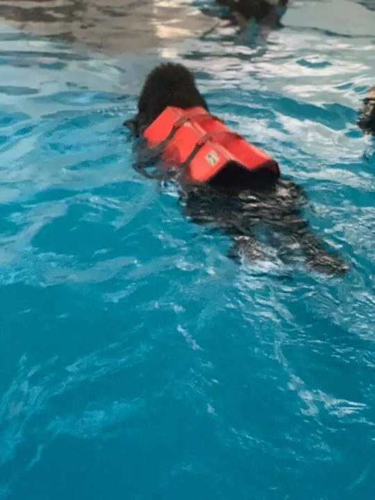 newfie puppy swimming 