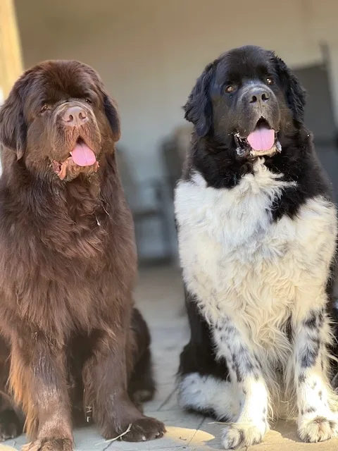 do newfies drool