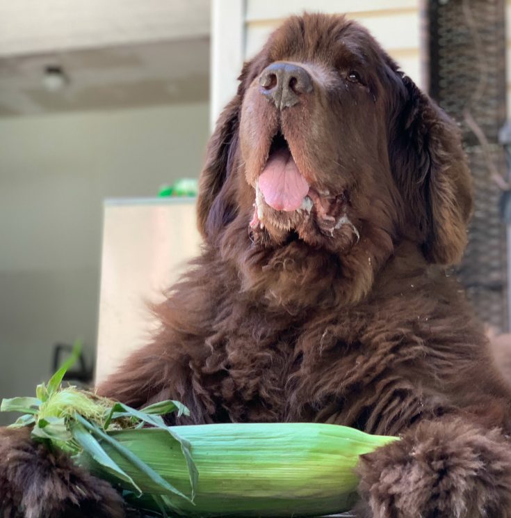 a dog can not digest corn on the cob