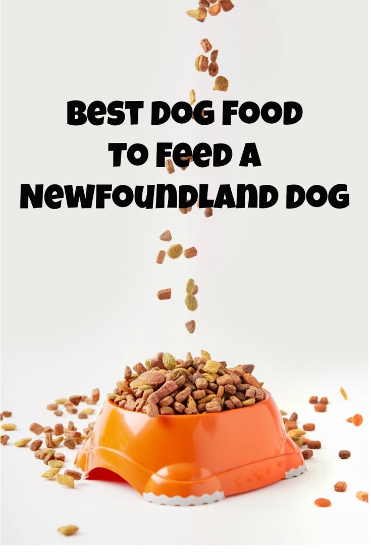What Is The Best Food To Feed A Newfoundland Dog? My Brown Newfies