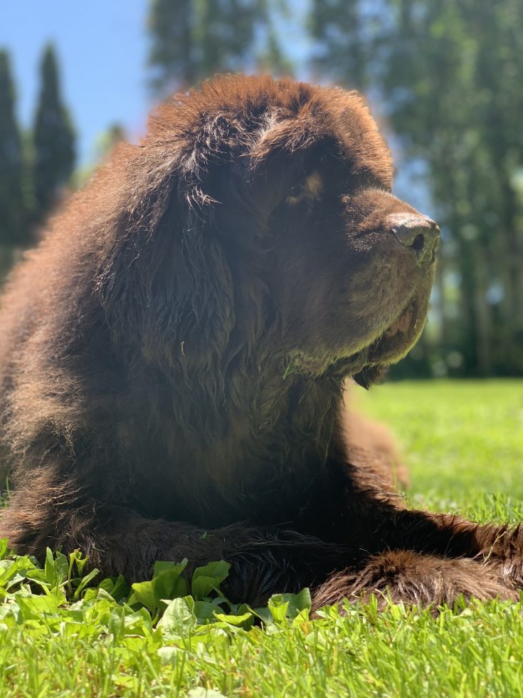 What Is The Best Food To Feed A Newfoundland Dog? My Brown Newfies