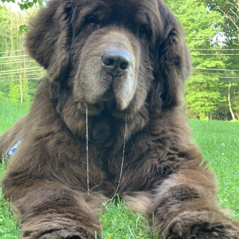newfoundland dog with double drool strings