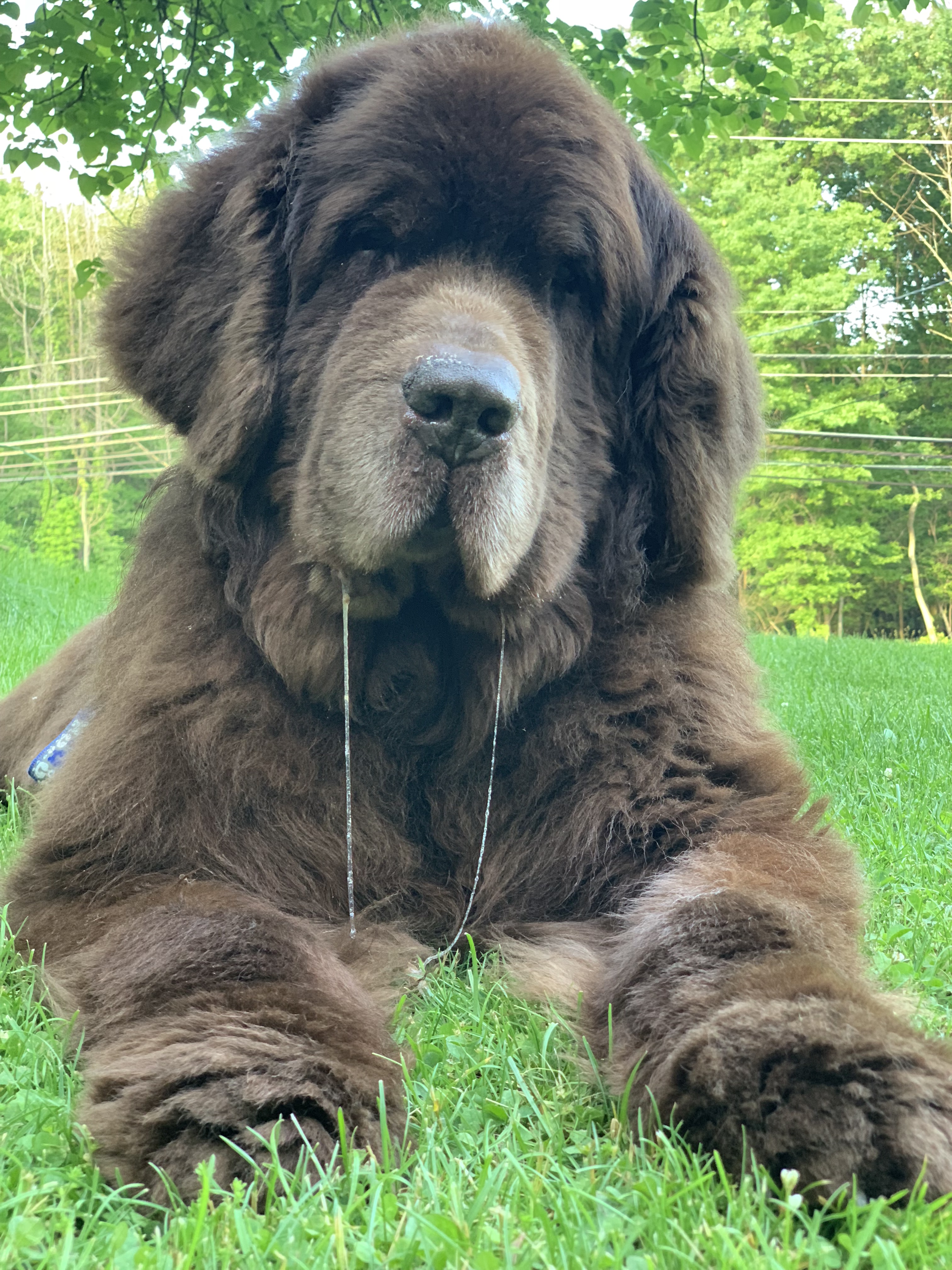 newfoundland dog with double drool strings