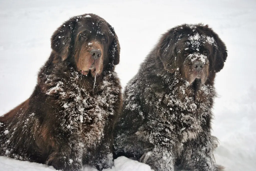2 brown newfies in snow