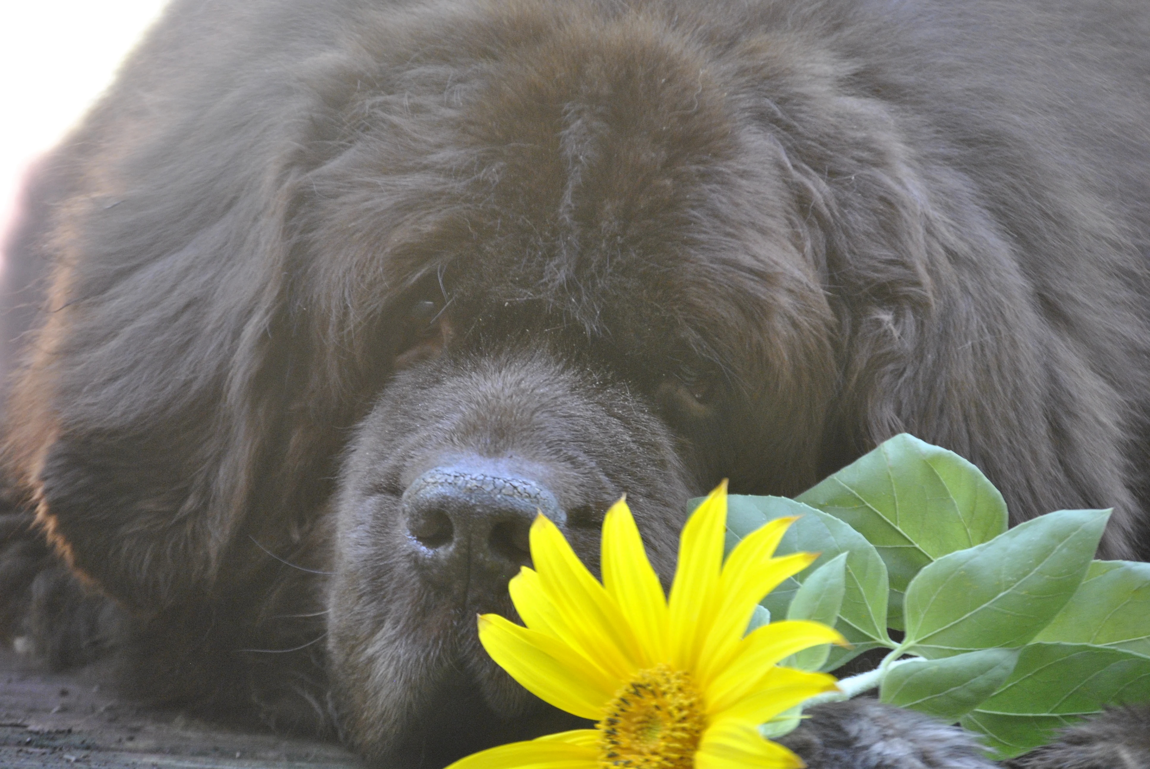 newfoundland and sunflower