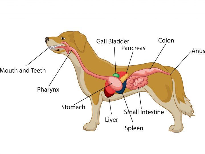 dog stomach anatomy