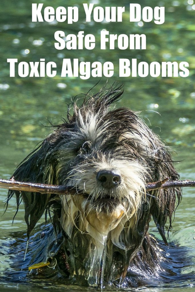 How To Keep Your Dog Safe From Toxic Algae Bloomins In ponds, rivers, and lakes