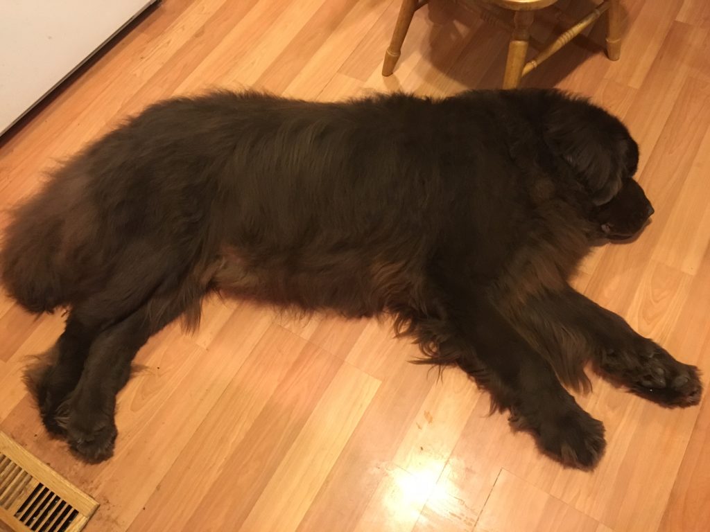 Newfoundland dogs can usually be found next to thewir owners side. It doesn't matter oif they live in a mansion or a apartment