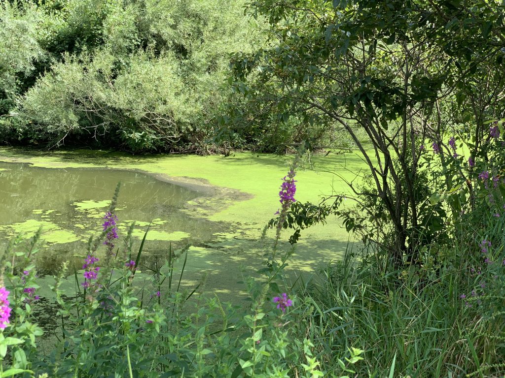 lake in ohio with blue-green algae