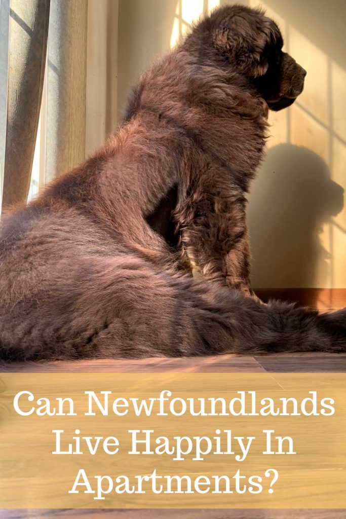 While some big dogs might need a home with a lot of space, it's a misconception that Newfoundland dogs need big spaces to be happy.