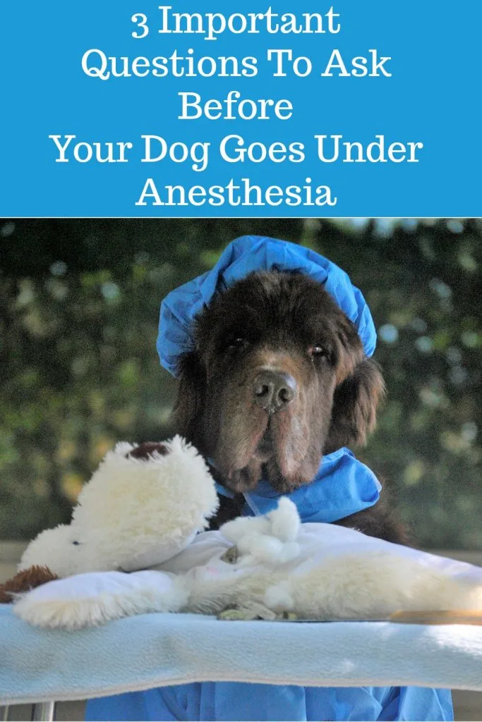 Anesthesia is a necessary part of a dog's surgery but there are some risks involved. Dog owners should always ask what happens during the entire surgical procedure including induction and the recovery process.