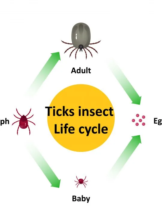 tick life cycle