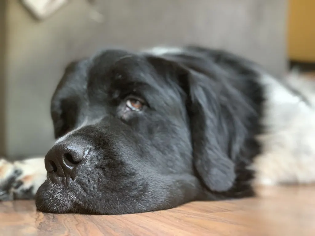 landseer newfoundland sleeping on floor