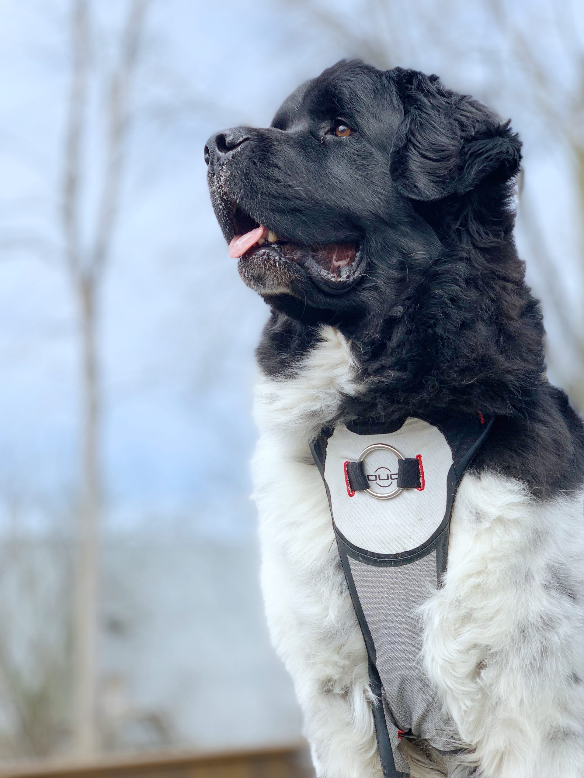 Best Walking Harnesses For Newfoundland Dogs My Brown Newfies