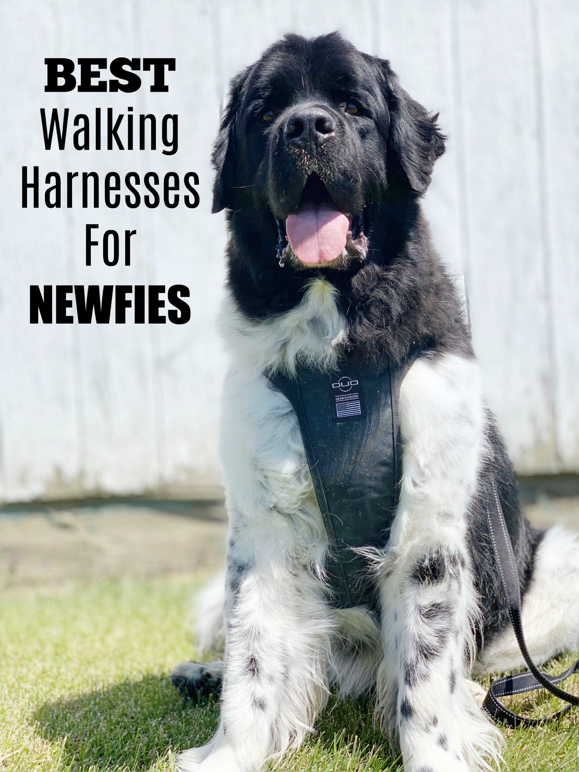 Best Walking Harnesses For Newfoundland Dogs My Brown Newfies