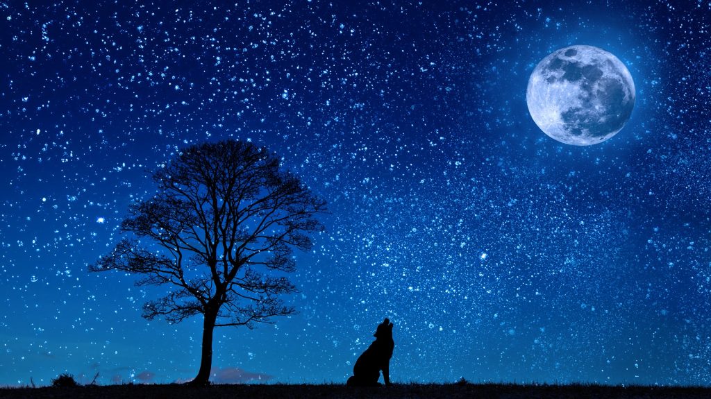 dog holwing at full moon