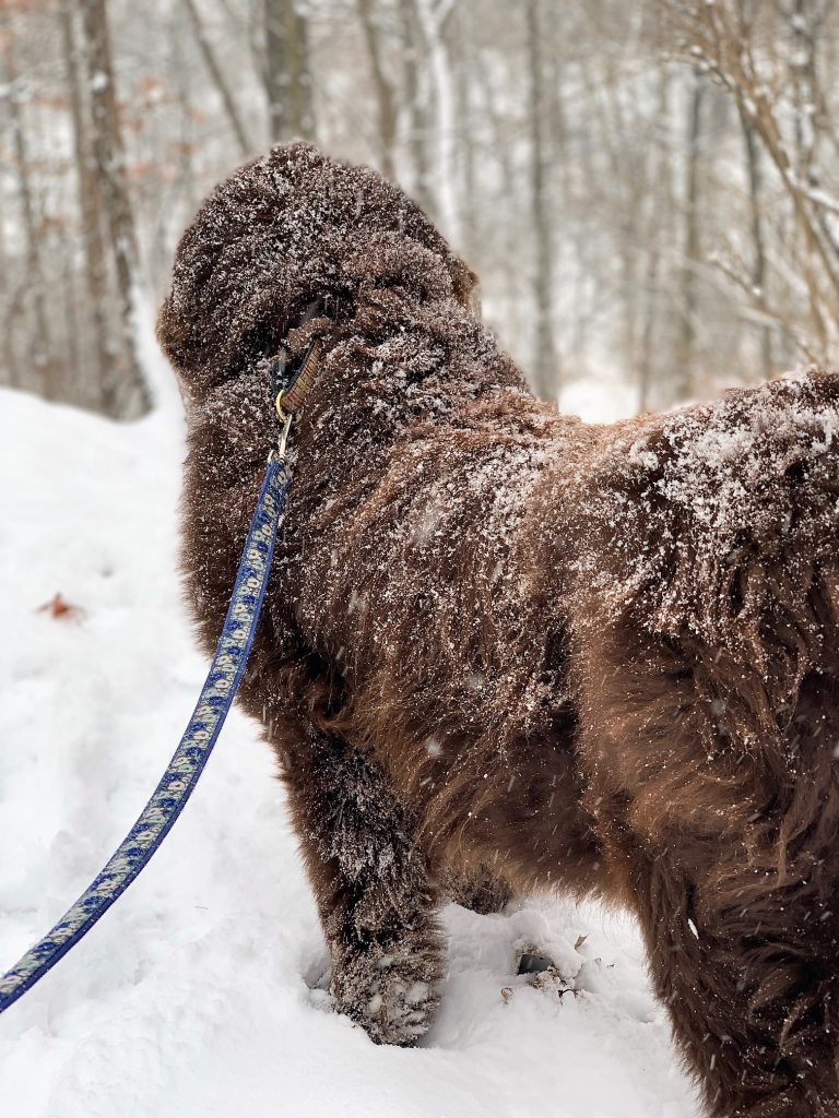 newfoundland dog walking in the snow