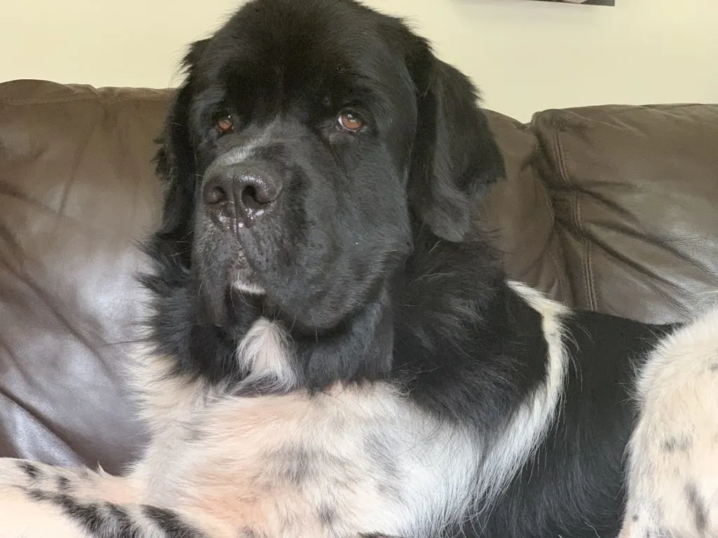 newfoundland dog on couch
