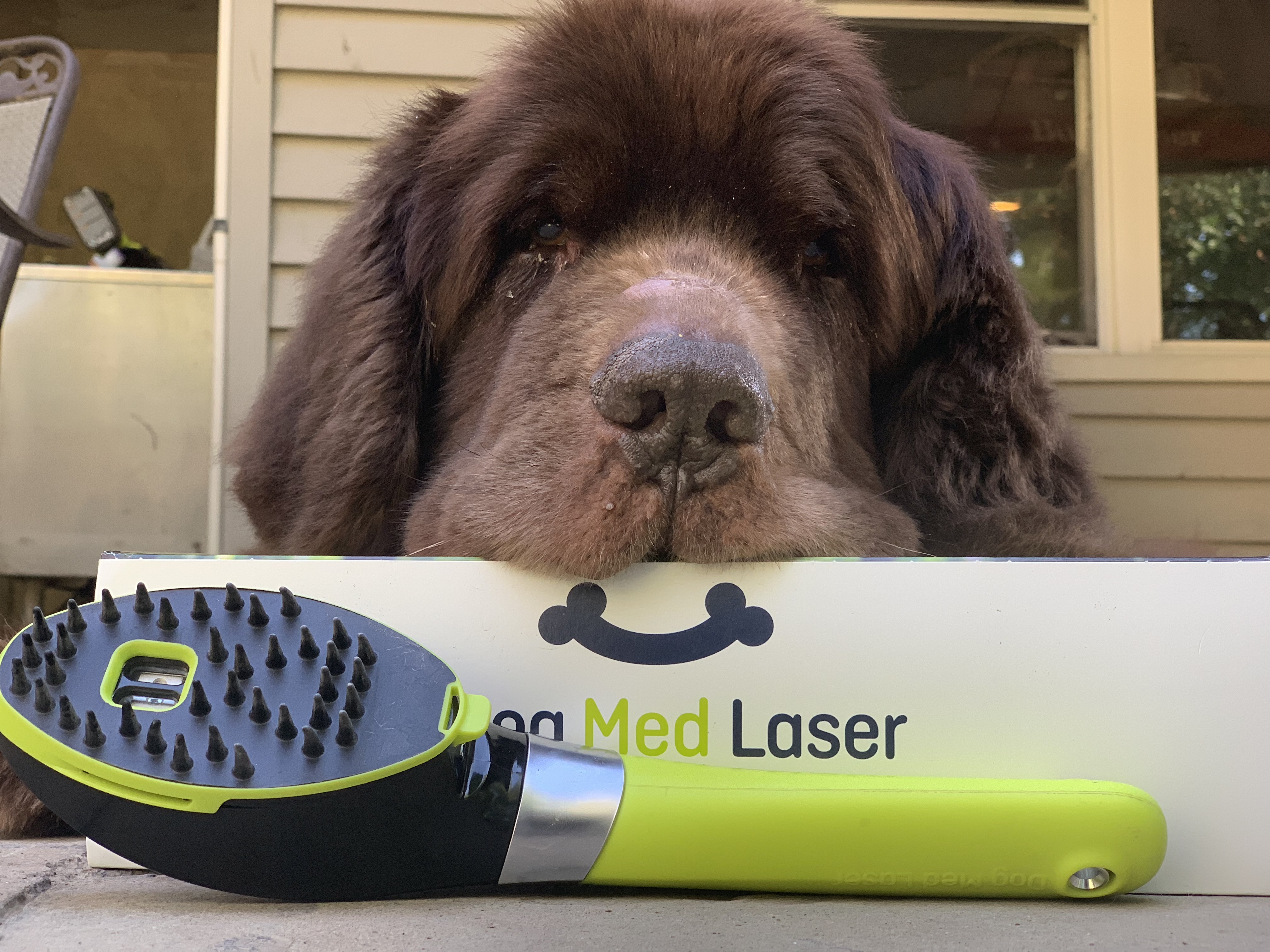 Low Level Laser Therapy For Dogs Work 