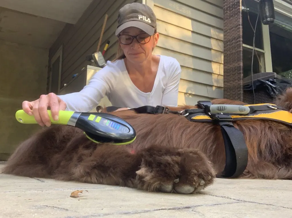 newfoundland dog getting good laser theraphy at home for arthritis