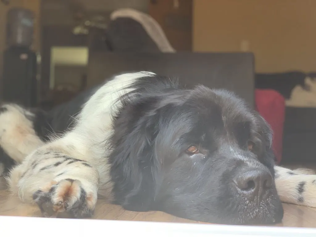 landseer newfoundland napping on the floor