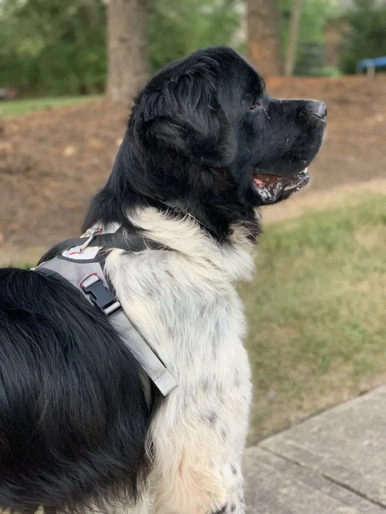newfoundland dog walking with harness